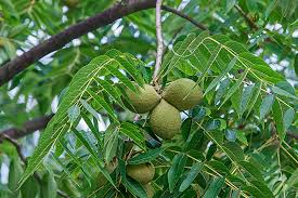 Black walnut plant seeds for home gardening